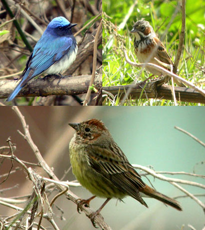 Blue and white Flycatcher & Chestnut-eared Bunting