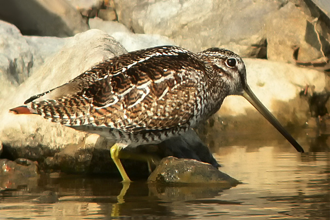 Solitary Snipe