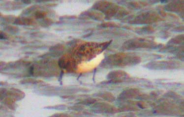Spoon-billed Sandpiper