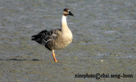 Swan Goose