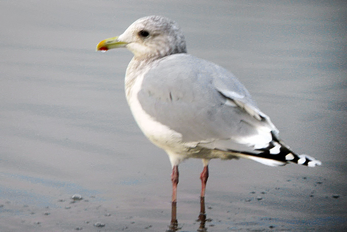 Thayer's Gull