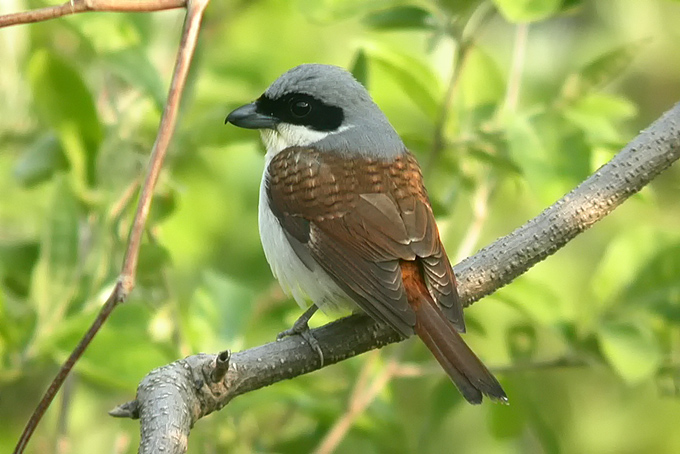 Thick-billed Shrike