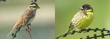 Yellow-browed Bunting & Yellow-breasted Bunting