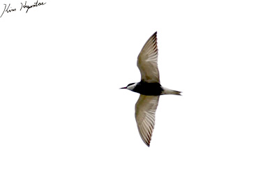 Whiskered Tern