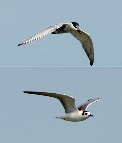 Whiskered Tern