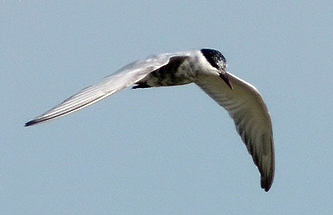 Whiskered Tern