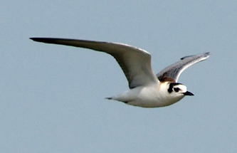 Whiskered Tern