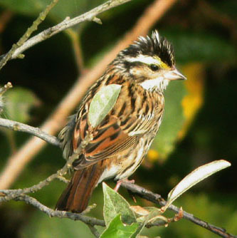 Yellow-browed Bunting