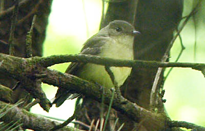 Yellow-rumped Flycatcher