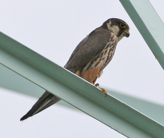 Eurasian Hobby