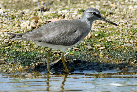 Grey-tailed Tattler