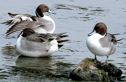 Northern Pintail