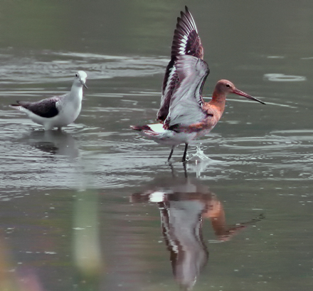Black-tailed Godwit