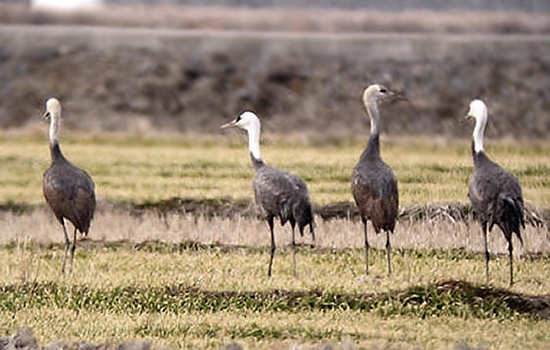 Hooded Cranes