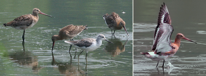 Black-tailed Godwits and Common Greenshank