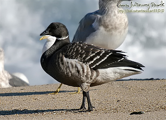 Black Brant