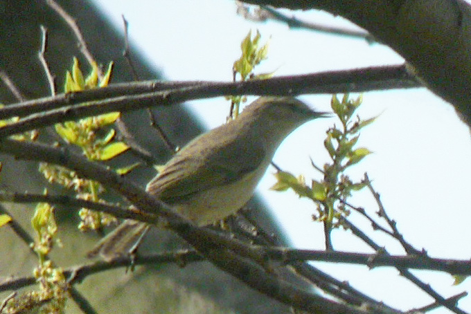 Chiffchaff