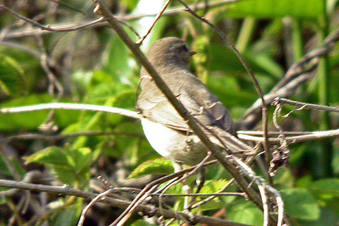 Chiffchaff