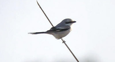 Chinese Grey Shrike