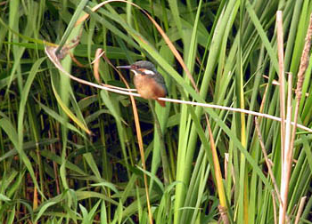 Common Kingfisher