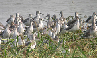 Mixed shorebird flock
