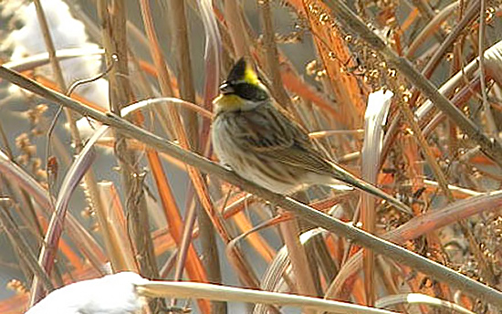 Yellow-throated Bunting