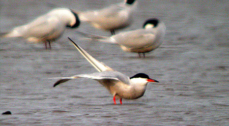 Common Tern