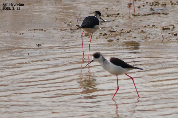 Black-winged Stilt