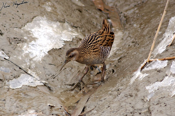 Water Rail