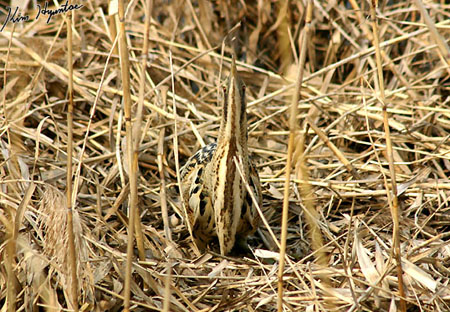 Eurasian Bittern