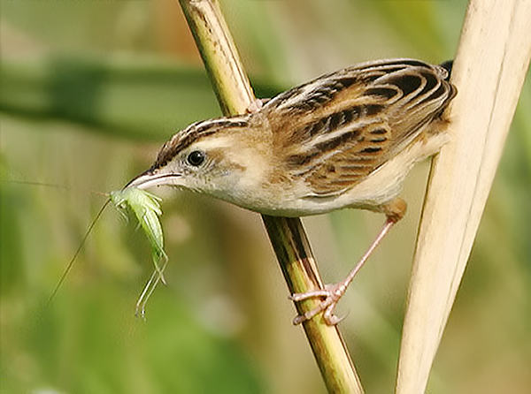 Zitting Cisticola