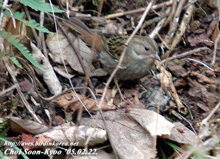 Grey Bunting