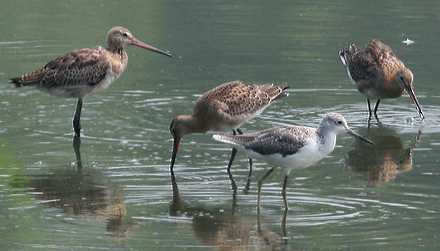 Black-tailed Godwits and Common Greenshank