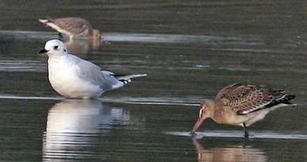 Saunders's Gull