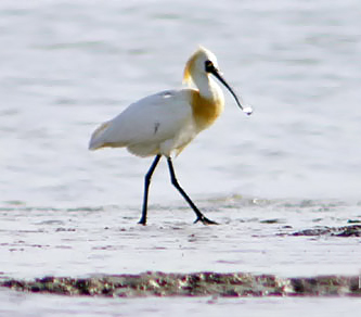 Black-faced Spoonbill