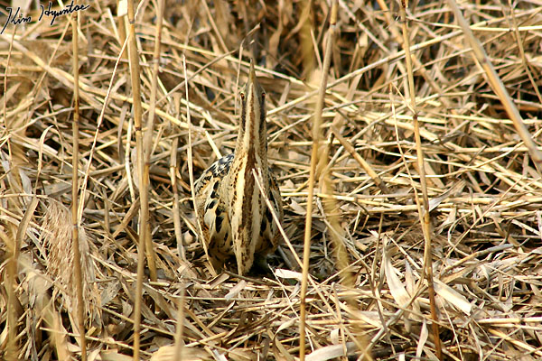 Eurasian Bittern
