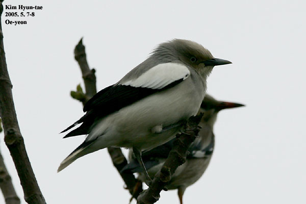 White-shouldered Starling