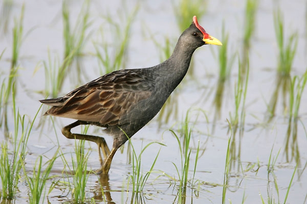 Watercock