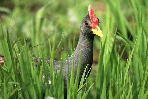 Watercock