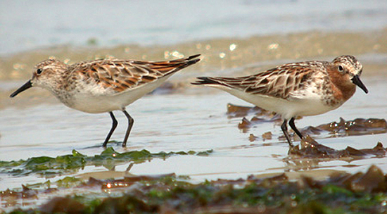 Little Stint