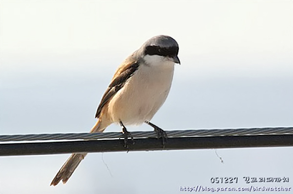Long-tailed Shrike