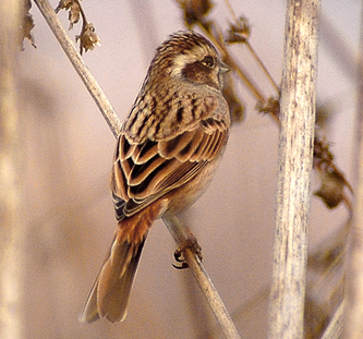 Meadow Bunting