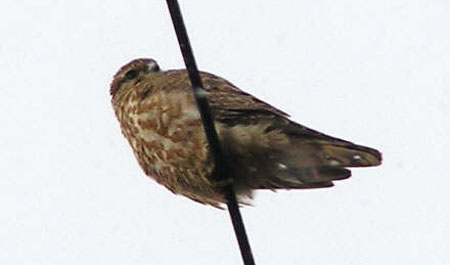 Merlin