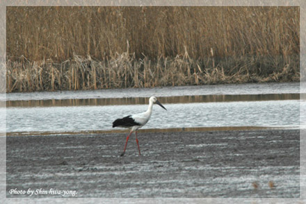 Oriental White Stork
