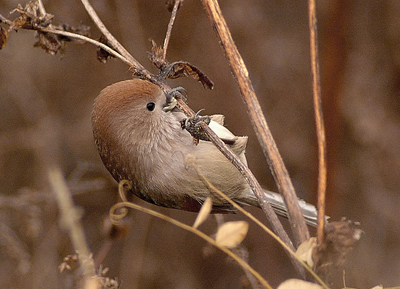 Vinous-throated Parrotbill