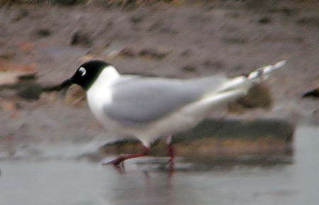Saunders's Gull