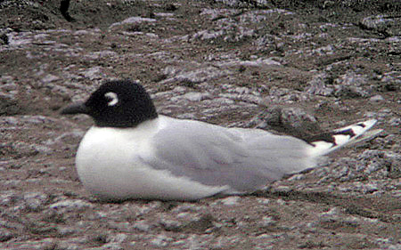 Saunders's Gull