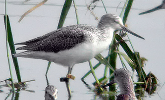 Common Greenshank