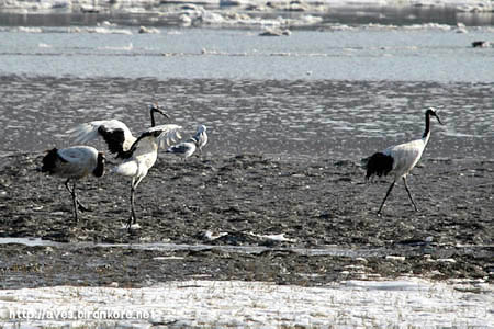 Red-crowned Cranes