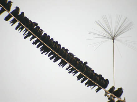 Rooks
